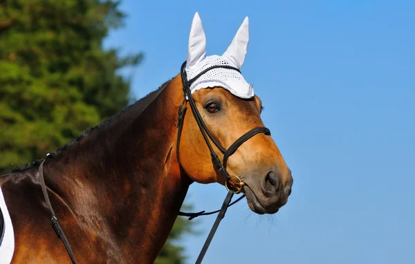 Retrato de caballo de laurel — Foto de Stock