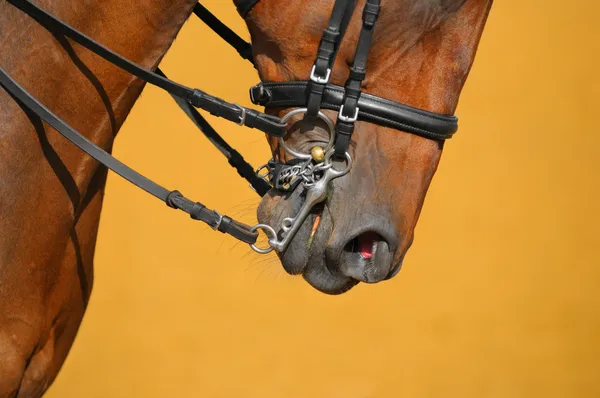 Dressur - Maulkorb des braunen Pferdes — Stockfoto