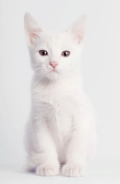 Oturan beyaz yavru kedi — Stok fotoğraf