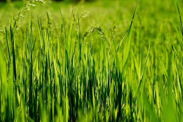 stock image Plant