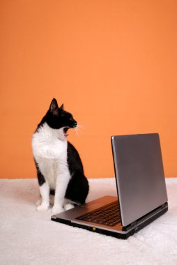 Cat yawning about the laptop clipart
