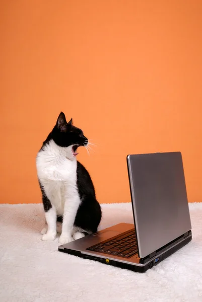 kedi esneme hakkında laptop
