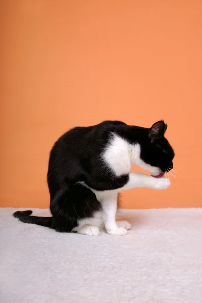 Katzenwäsche — Stockfoto