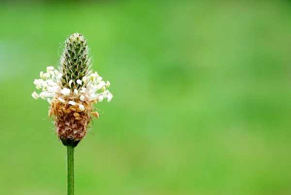 stock image Flower with copy space