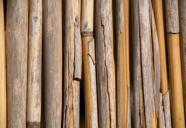 stock image Bamboo background