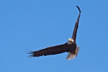 Bald Eagle in Flight clipart