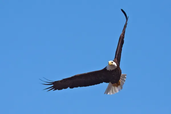 Aquila calva in volo Foto Stock