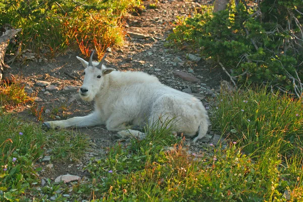 Cabra de montaña descansando en la sombra —  Fotos de Stock