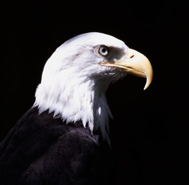 Bald Eagle clipart