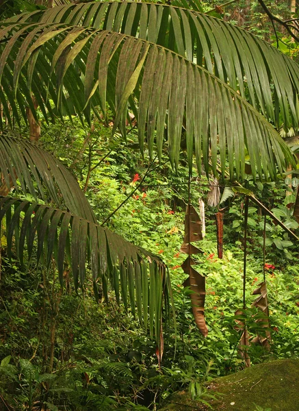 Tropisch Woud — Stockfoto