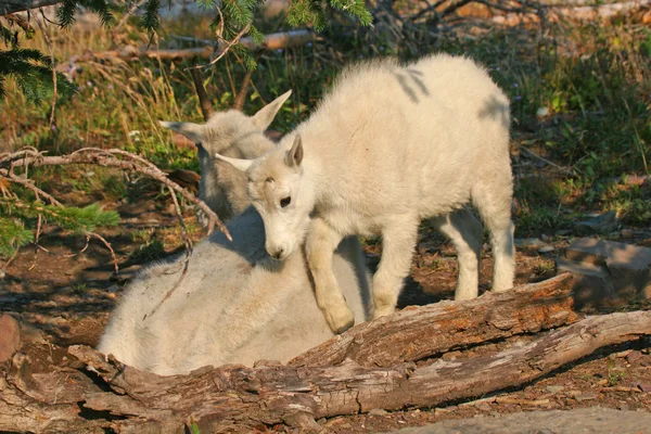 Горный козел с ребенком — стоковое фото