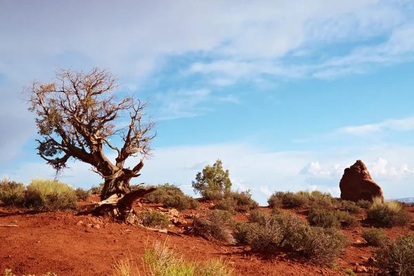 Дерево пустыни — стоковое фото