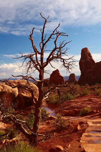 砂漠の木 — ストック写真