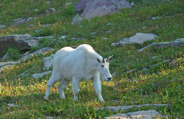 Mountain Goat — Stock Photo, Image