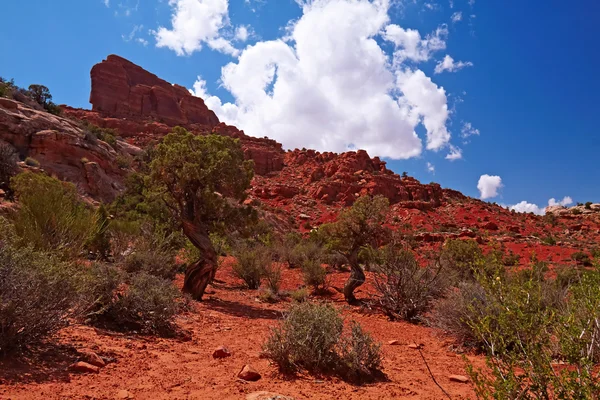 Red Desert — Stock Photo, Image