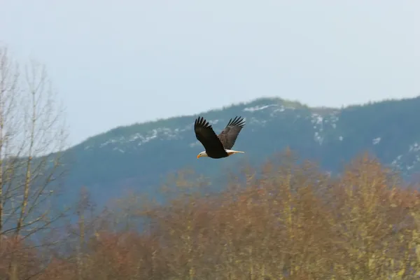 Bald Eagle In Flight — Stock Photo, Image