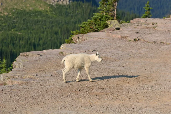 Enfant de chèvre de montagne — Photo