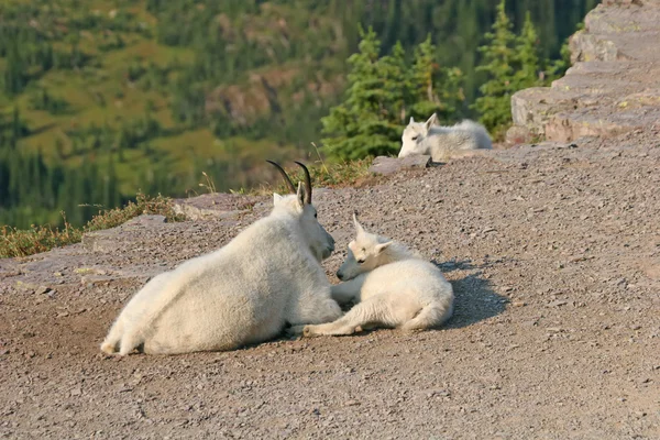 Mountain Goat with kids — Stock Photo, Image