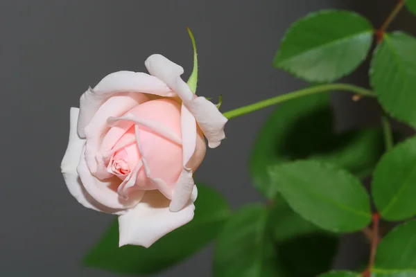 Rosa. Imagem De Stock