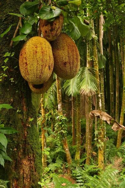 Tropikal meyveler — Stok fotoğraf