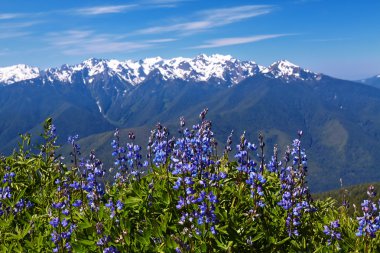 Hurricane Ridge clipart