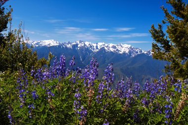 Hurricane Ridge clipart