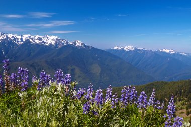 Hurricane Ridge clipart