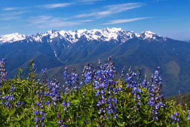 Hurricane Ridge clipart