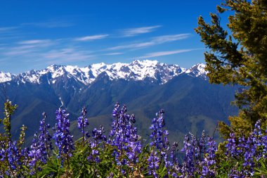 Hurricane Ridge clipart