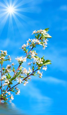 Blossoming cherry in water clipart