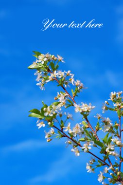 Cherry and sky clipart