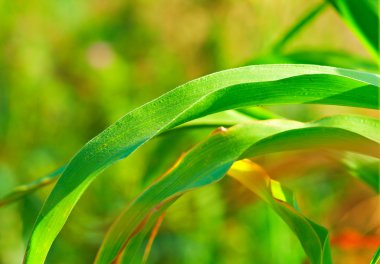 Corn leaves clipart