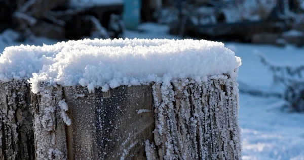 Detalhes da natureza de inverno — Fotografia de Stock