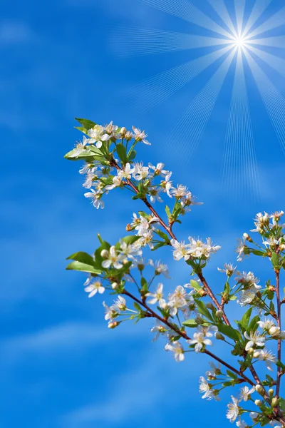 Kwitnąca wiśnia — Zdjęcie stockowe