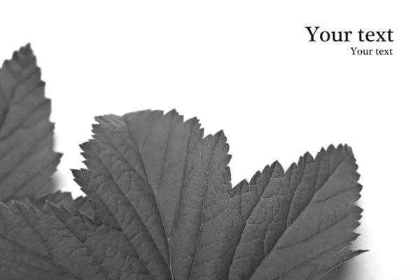 Black leaf on a white background — Stock Photo, Image