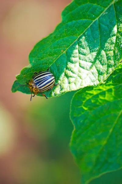 Beetle on the leaves — Stock Photo, Image