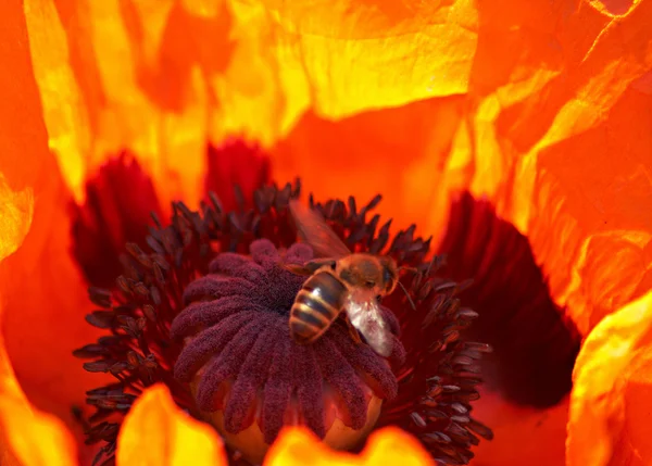 Μέλισσα σε λουλούδι — Φωτογραφία Αρχείου