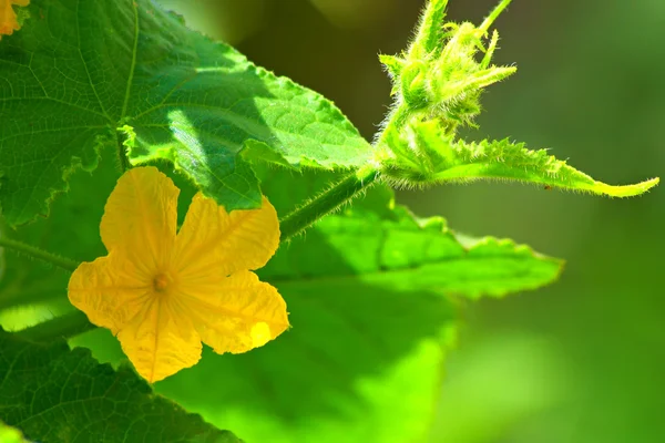 Cucumber flower and leaves — Stock Photo, Image