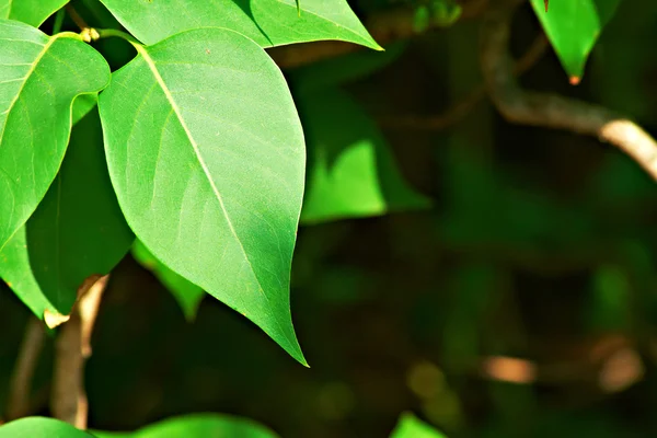 ライラックの美しい葉 — ストック写真