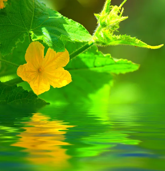 Cucumber flower above a water
