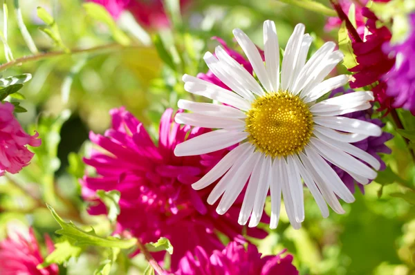 Hermosas flores decorativas — Foto de Stock