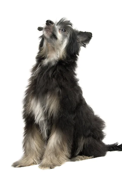 Chinese Crested Dog — Stock Photo, Image