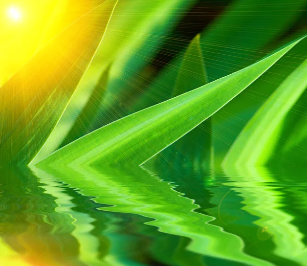 Schöne grüne Blätter über Wasser — Stockfoto