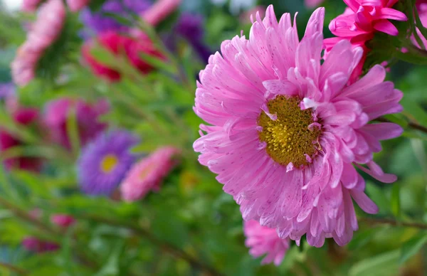 Asters en un macizo de flores — Foto de Stock