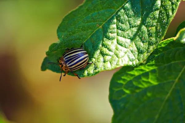 Колорадский жук — стоковое фото
