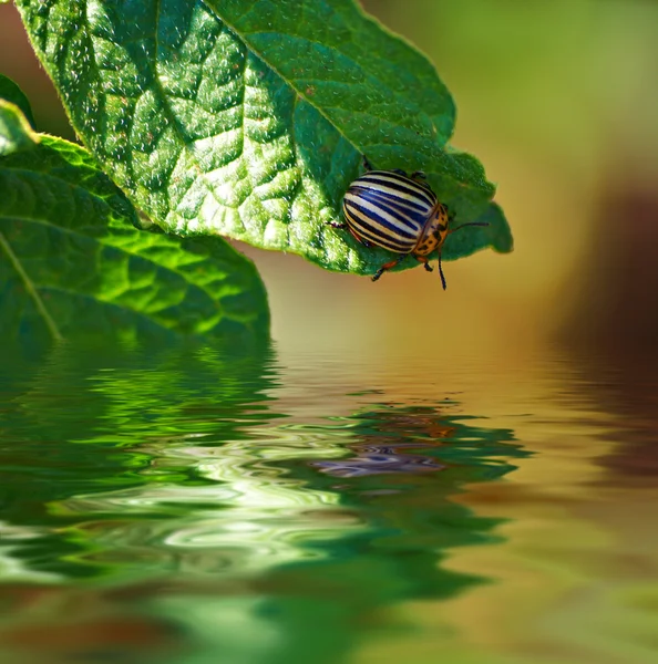 Escarabajo de Colorado sobre un agua — Foto de Stock