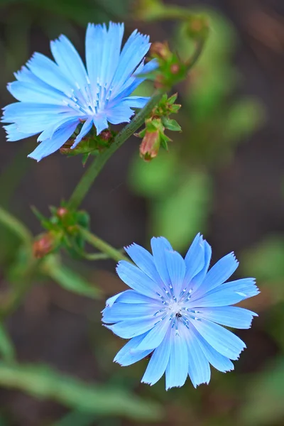 Prachtige blauwe bloemen — Stockfoto