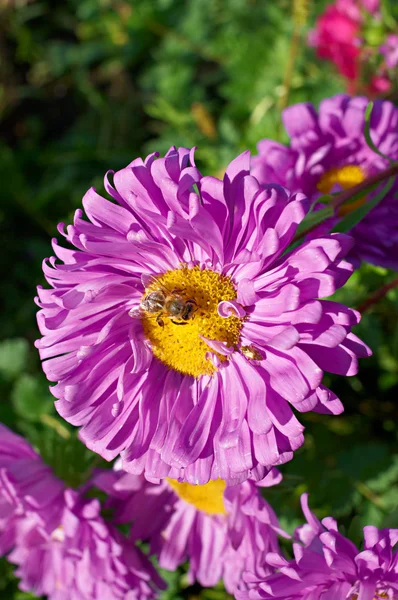 Aster aux insectes — Photo