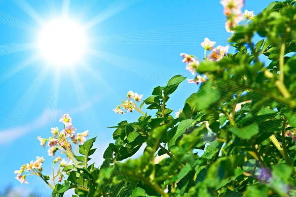 Arbustos de patatas durante el verano — Foto de Stock