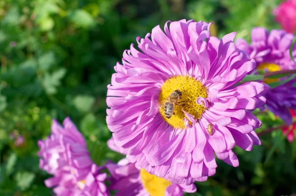 Aster a včela — Stock fotografie